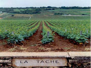 La Tache Vineyard