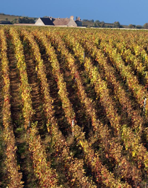 Burgundy vineyard.