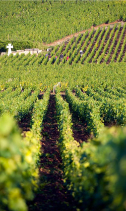 Green vineyard rows